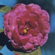 Early Peony